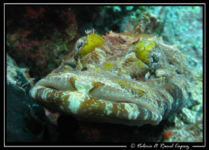 Give me a kiss !!! 
(Cimbacephalus beauforti) by Raoul Caprez 
